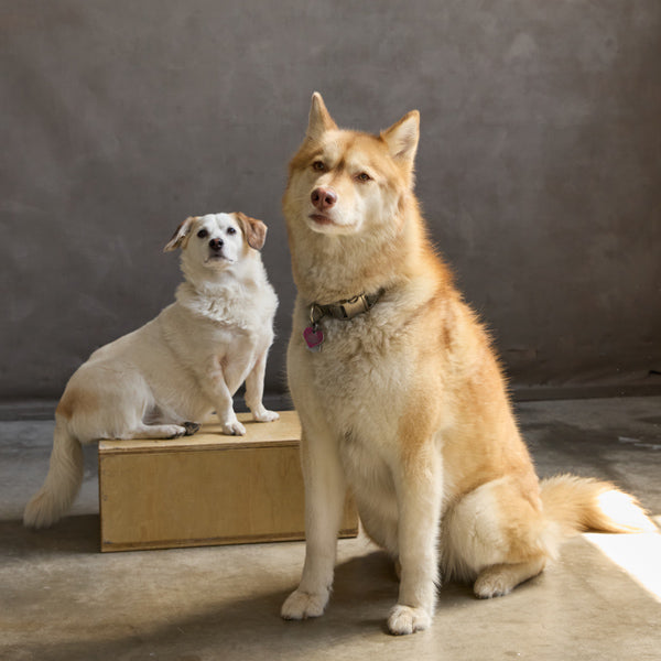 odie & phoebe