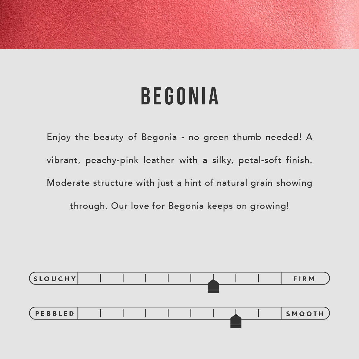 All Color: Begonia | infographic